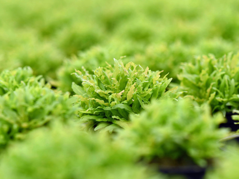 Preview: Kleiner Wasserstern - Pogostemon helferi